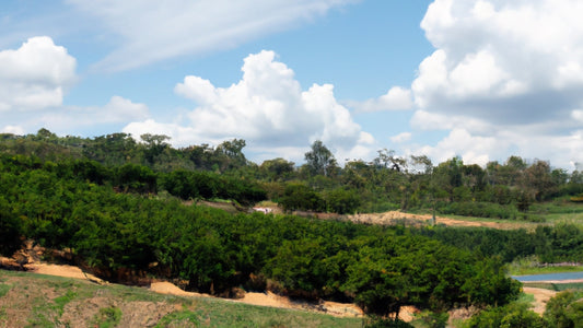 Coffee farm with green plants and blue skies